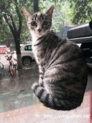 免费赠送猫咪